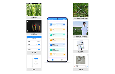 新竹市小麦表型测量仪IN-XM05